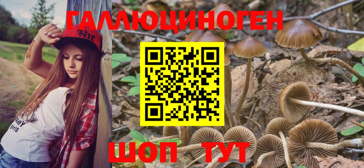 Галлюциногенные грибы MAGIC MUSHROOMS  Псилоцибиновые грибы Psilocybine cubensis  Асино  Вход с VPN 